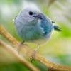 Tangara modra - Tangara episcopus - Blue-grey Tanager o1579